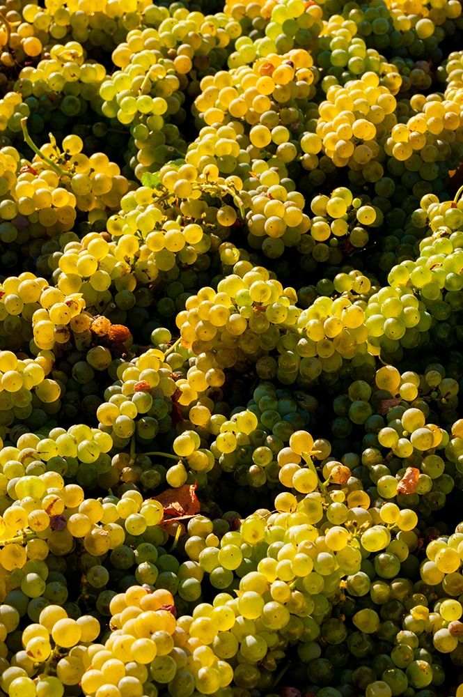 Washington State-Red Mountain Bin of Sauvignon Blanc grapes from Quintessence Vineyard at harvest